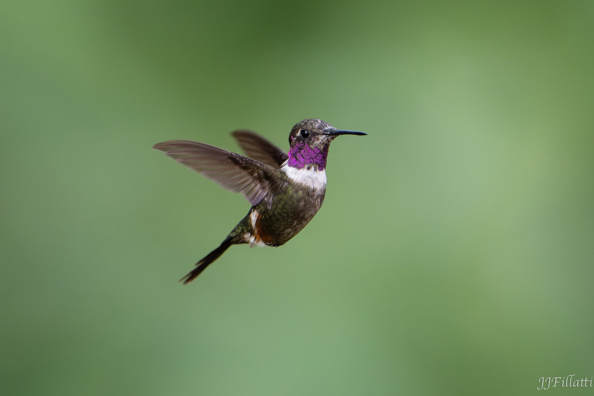 bird of colombia image 76